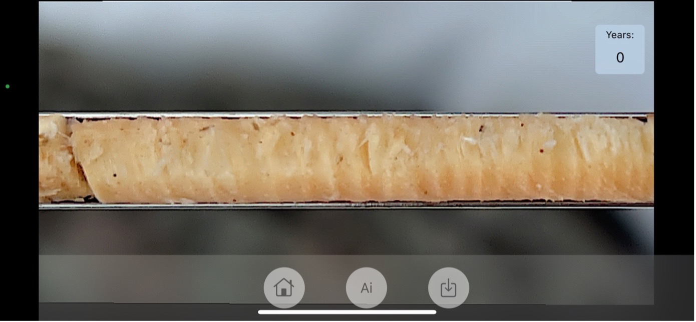 Drill core from Pine showing difficulty in counting annual rings