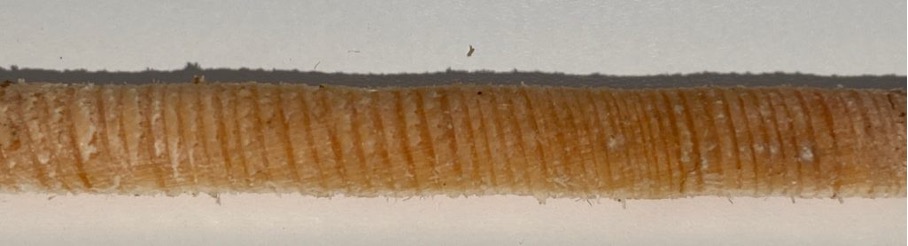 iPhone 11 drill core image